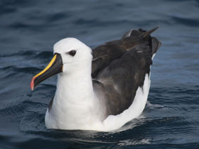 Фото Albatros pico amarillo del Índico