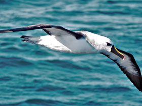 Фото Atlantic yellow-nosed albatross