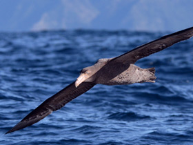Фото Petrel gigante subantártico