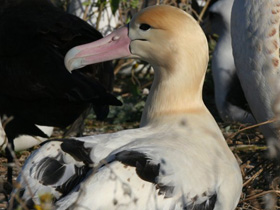 Фото Albatros de cola corta