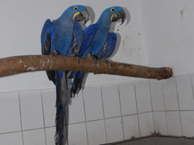 Фото Hyacinth macaw