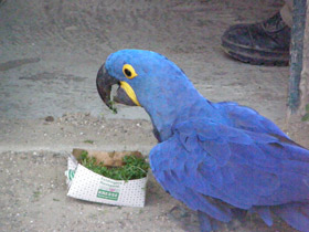 Фото Hyacinth macaw