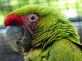 Фото Guacamayo verde