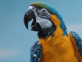 Фото Blue-and-yellow macaw
