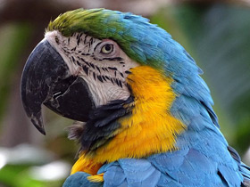 Фото Blue-and-yellow macaw