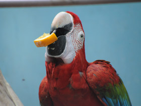 Фото Green-winged macaw