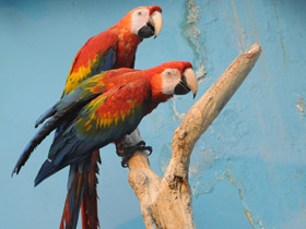 Фото Scarlet macaw