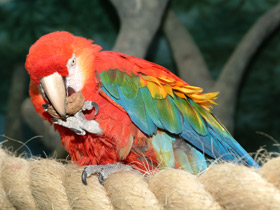 Фото Scarlet macaw