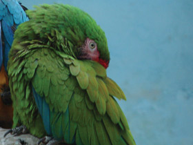 Фото Military macaw