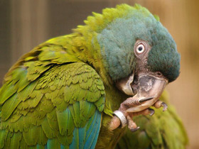 Фото Blue-headed Macaw