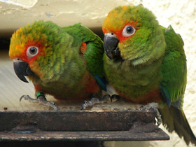 Фото Golden-capped parakeet