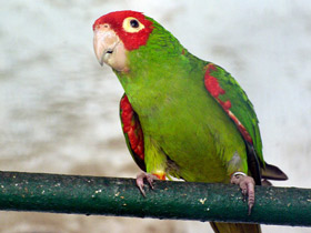 Фото Red-masked Parakeet