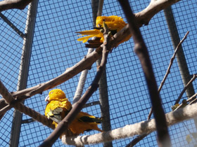 Фото Golden parakeet