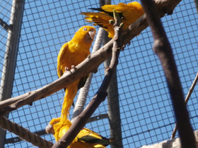 Фото Golden parakeet