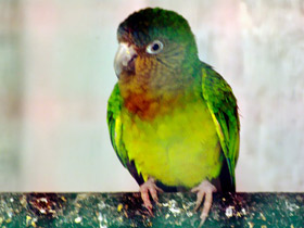 Фото Brown-throated Parakeet