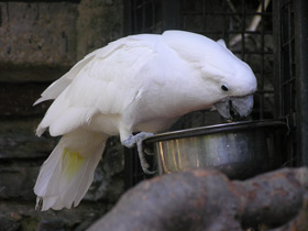 Фото White cockatoo