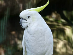 Фото Sulphur-crested cockatoo
