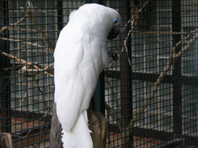 Фото Blue-eyed cockatoo