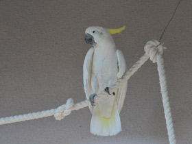 Фото Yellow-crested cockatoo