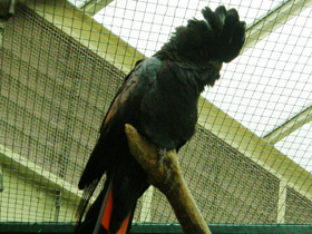 Фото Red-tailed black cockatoo