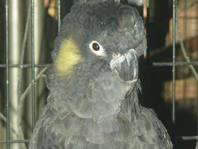 Фото Yellow-tailed black cockatoo