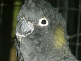 Фото Yellow-tailed black cockatoo