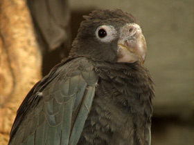 Фото Greater vasa parrot