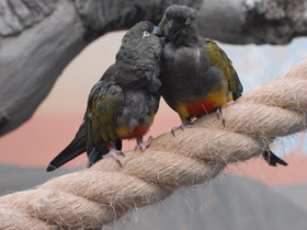 Фото Burrowing parrot
