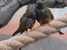 Фото Burrowing parrot