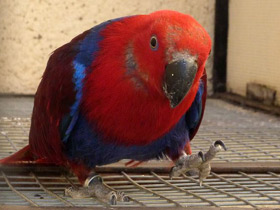 Фото Eclectus parrot