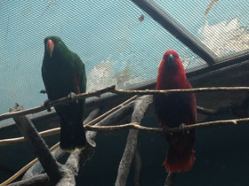 Фото Eclectus parrot