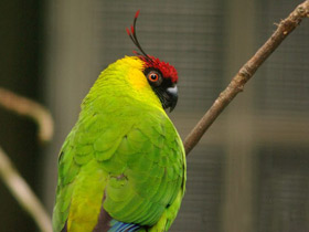 Фото Horned parakeet