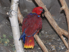 Фото Cardinal lory