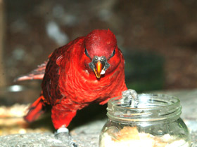 Фото Cardinal lory