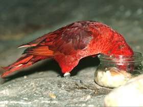 Фото Cardinal lory