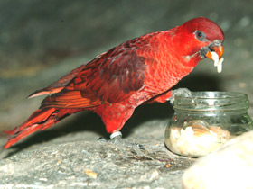 Фото Cardinal lory