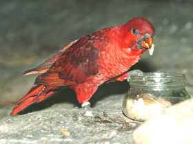 Фото Cardinal lory