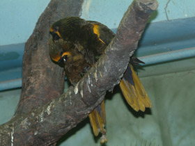 Фото Brown lory