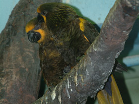 Фото Brown lory