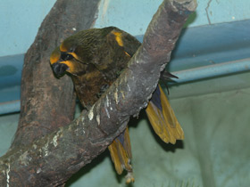 Фото Brown lory