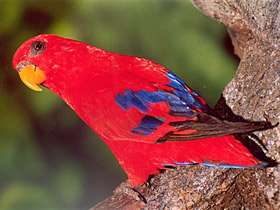 Фото Red lory