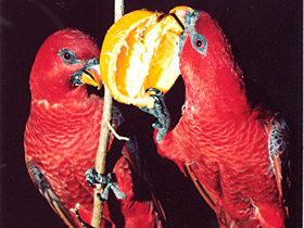 Фото Red lory