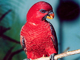 Фото Red lory