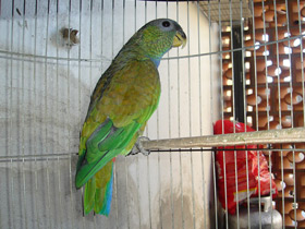 Фото Scaly-Headed parrot