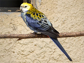 Фото Pale-Headed rosella