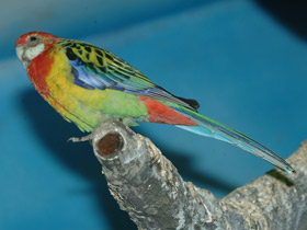 Фото Eastern rosella