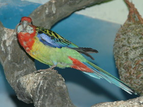 Фото Eastern rosella