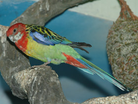 Фото Eastern rosella