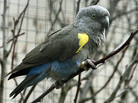 Фото Lorito de Rüpell