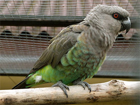 Фото Lorito ventrirrojo